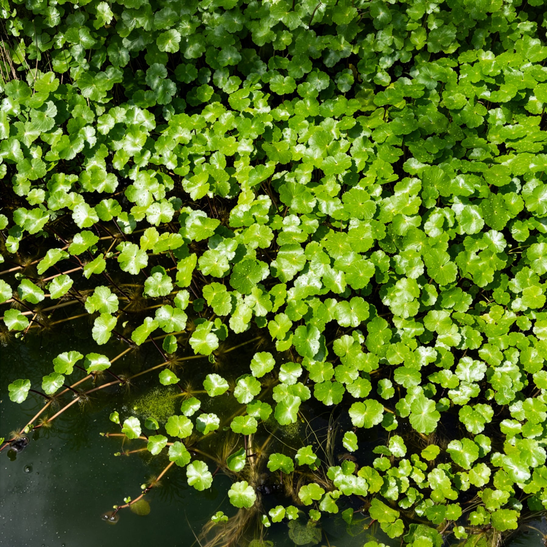 Plantes de berges - Ecuelle d'eau Herbe aux patagons - Hydrocotyle vulgaris
