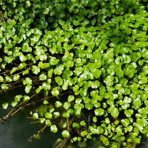 Plantes de berges - Ecuelle d'eau Herbe aux patagons - Hydrocotyle vulgaris