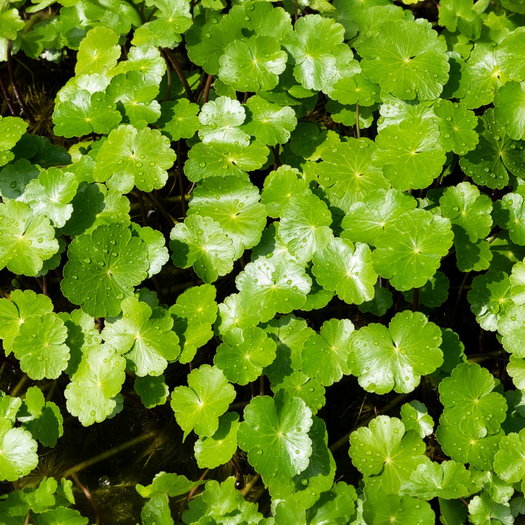 Vente Ecuelle d'eau Herbe aux patagons - Hydrocotyle vulgaris