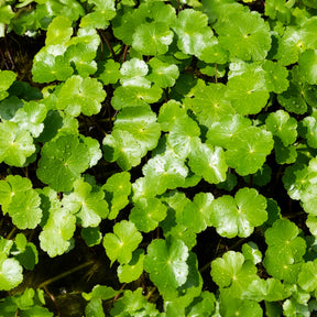 Vente Ecuelle d'eau Herbe aux patagons - Hydrocotyle vulgaris
