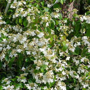Viburnum plicatum 'watanabe' - Viorne de Chine Watanabe - Viornes