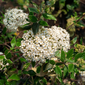 Viornes - Viorne de Burkwood - Viburnum burkwoodii