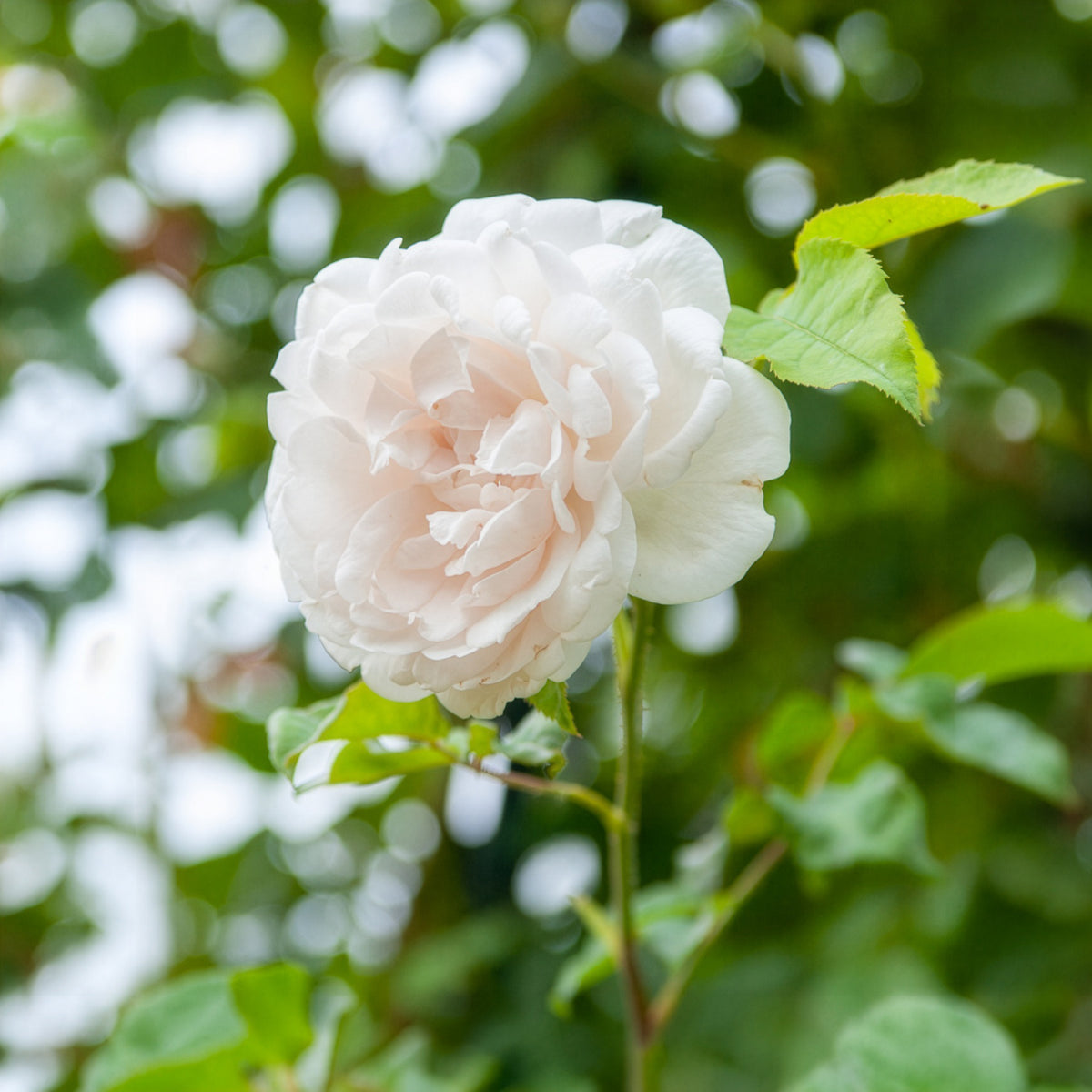 Rosier grimpant Mme Alfred Carrière - Rosa grimpant mme alfred carrière - Willemse