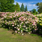 Hortensia paniculé SUNDAE FRAISE® Rensun - Willemse