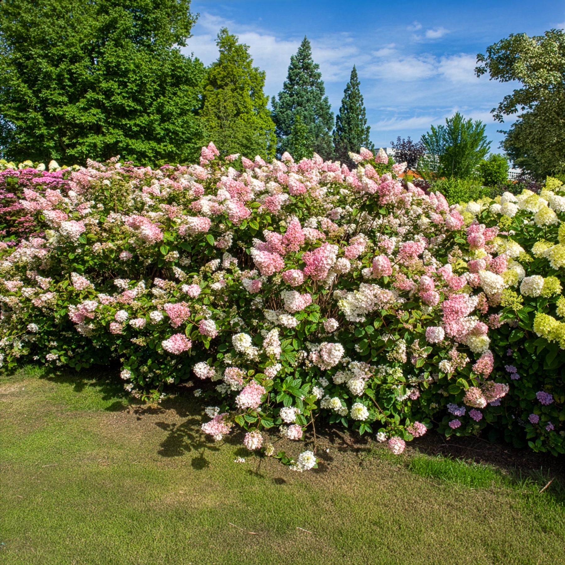 Hortensia paniculé SUNDAE FRAISE® Rensun - Willemse