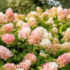 Hortensia paniculé SUNDAE FRAISE® Rensun - Hydrangea paniculata Sundae Fraise® Rensun - Willemse