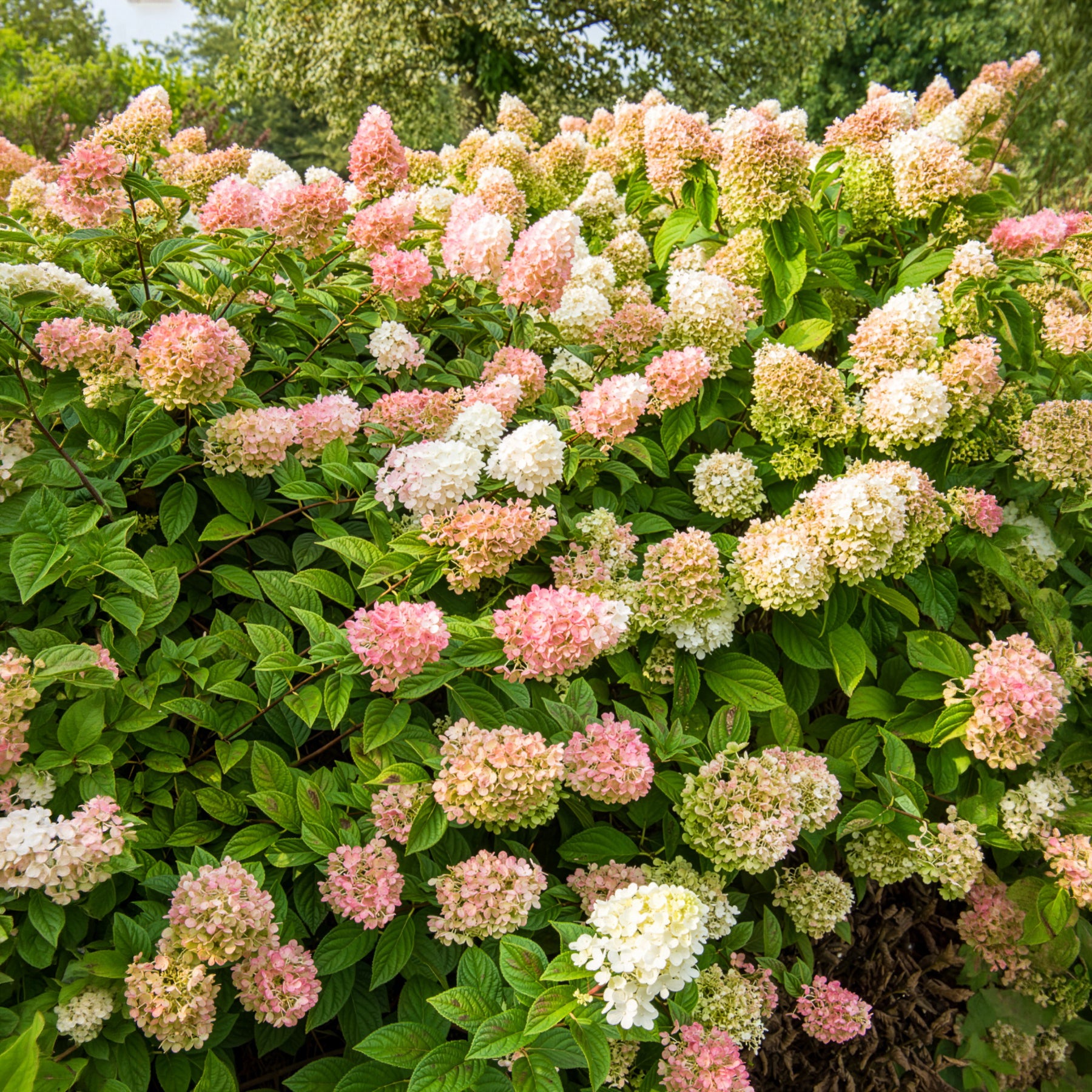 Hydrangea paniculata Sundae Fraise® Rensun - Hortensia paniculé SUNDAE FRAISE® Rensun - Hortensia paniculé