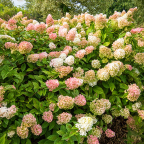 Hydrangea paniculata Sundae Fraise® Rensun - Hortensia paniculé SUNDAE FRAISE® Rensun - Hortensia paniculé