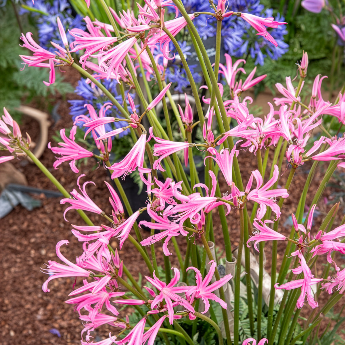 4 Amarines belladiva aphrodite - Willemse