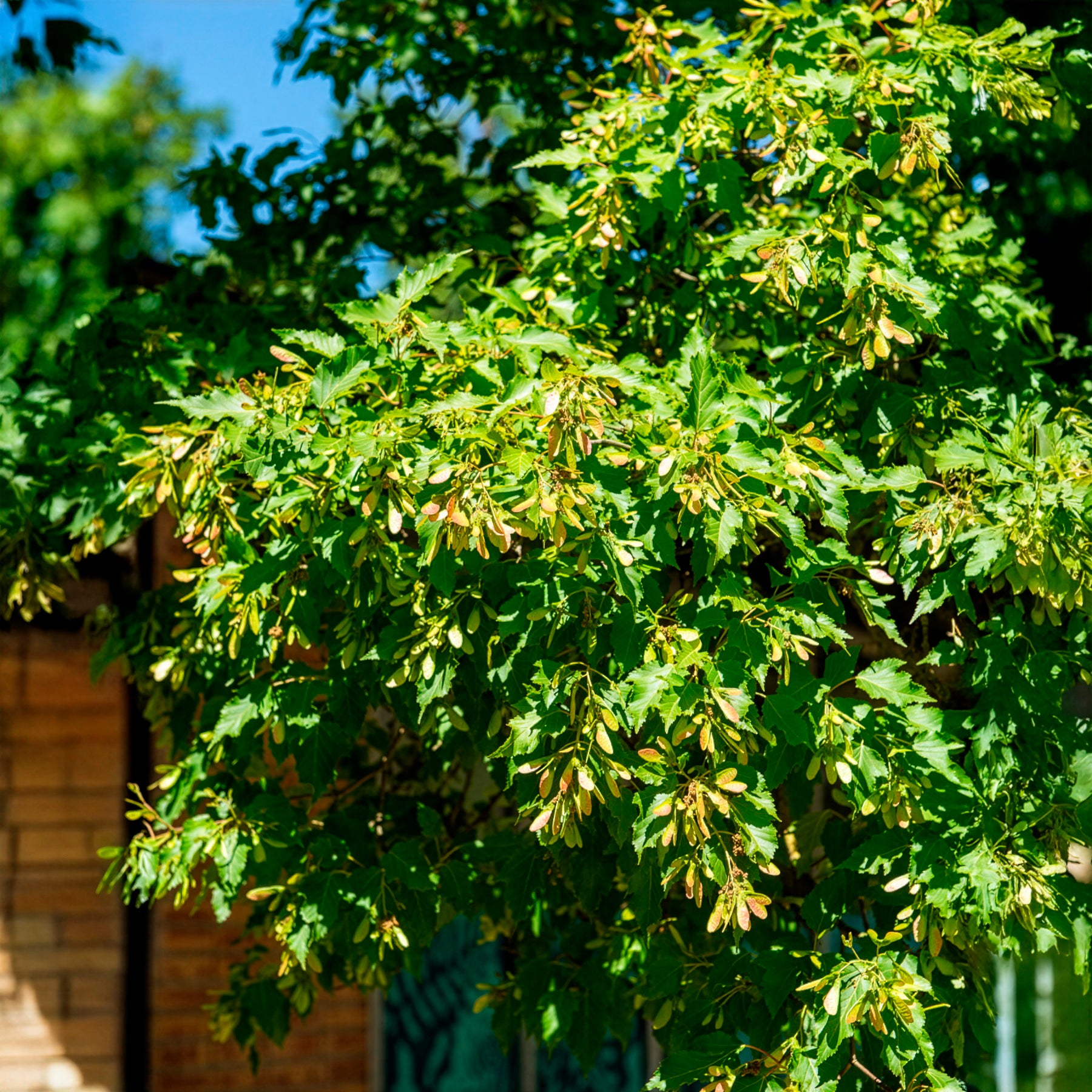 Erable du fleuve Amour - Erable - Willemse