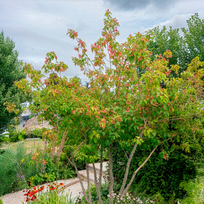 Vente Erable du fleuve Amour - Erable
