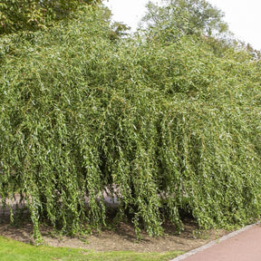 Saule pleureur tortueux - Salix babylonica tortuosa - Plantes