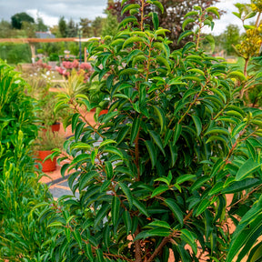 Vente Laurier du Portugal