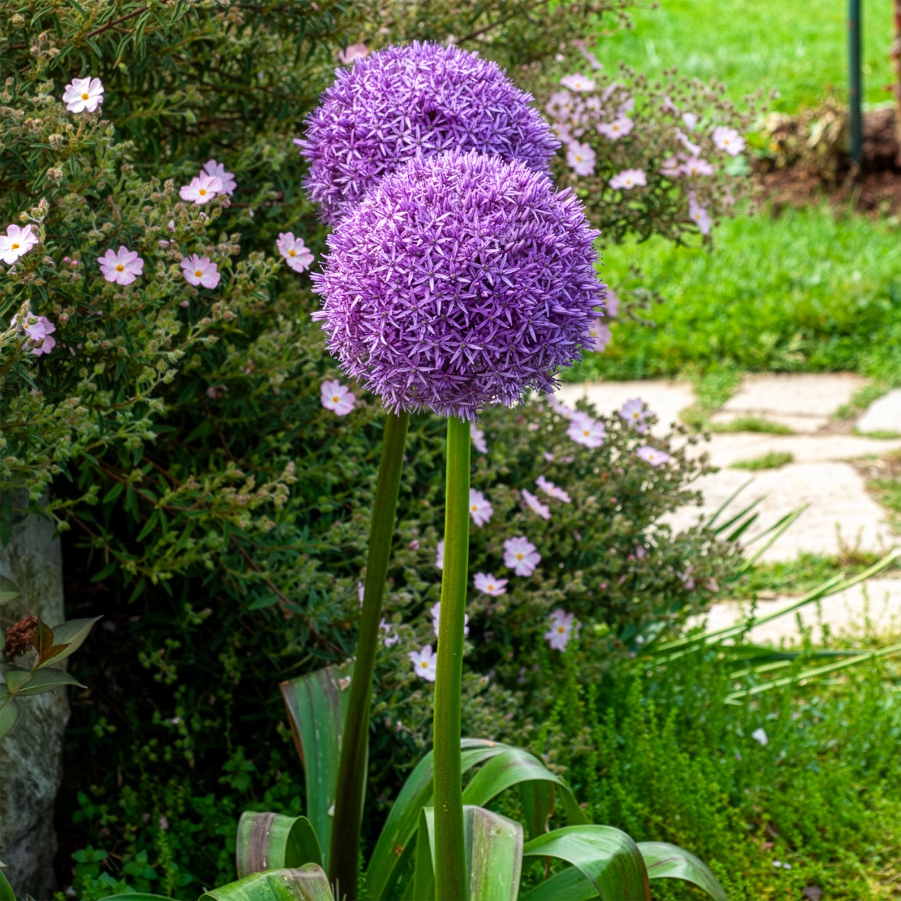 Allium giganteum - Ail géant de l'Himalaya - Allium
