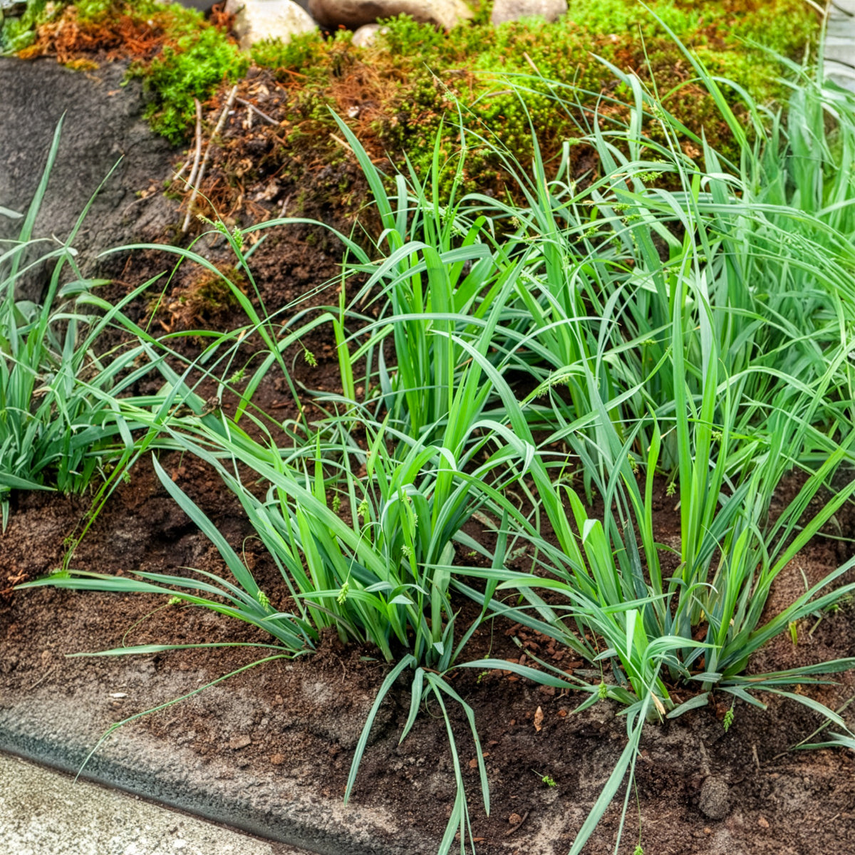 Laîche Bunny blue - Carex - Carex laxiculmis Bunny Blue - Willemse