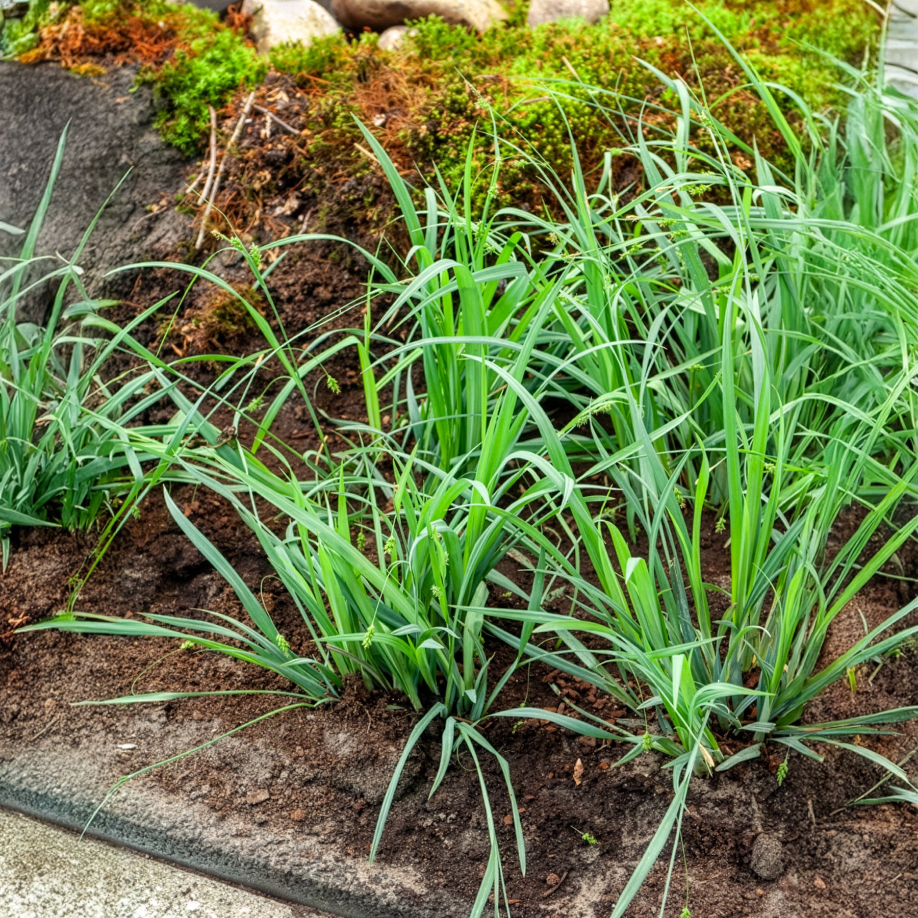 Laîche Bunny blue - Carex - Carex laxiculmis Bunny Blue - Willemse