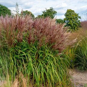 Vente Eulalie Malepartus - Miscanthus sinensis malepartus