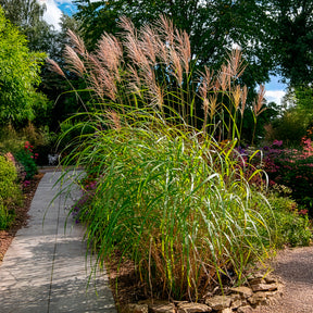 Eulalie - Roseau de Chine - Eulalie Silberfeder - Miscanthus sinensis silberfeder