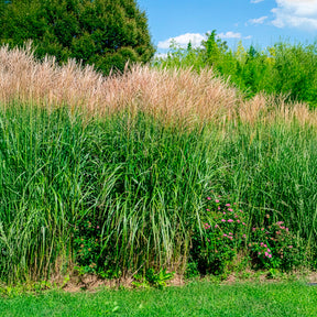 Vente Eulalie Silberfeder - Miscanthus sinensis silberfeder