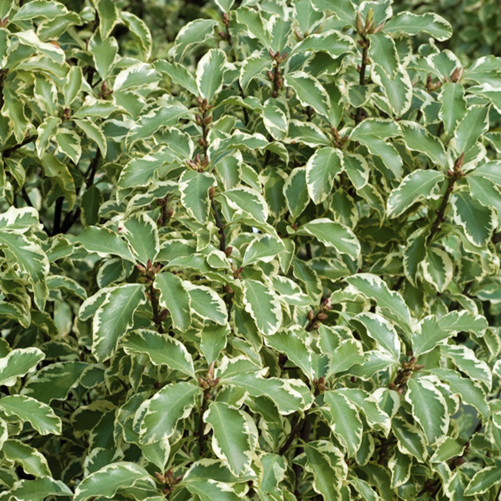 Pittosporum Tenuifolium Variegatum Pittosporum Tenuifolium Variegatum pittosporum-tenuifolium-variegatum-pittosporum-tenuifolium-variegatum