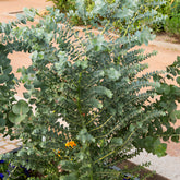 Eucalyptus cendré Silver Dollar - Willemse