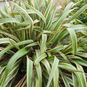 Lin de Nouvelle-Zélande tricolore - Phormium tricolor - Plantes vivaces