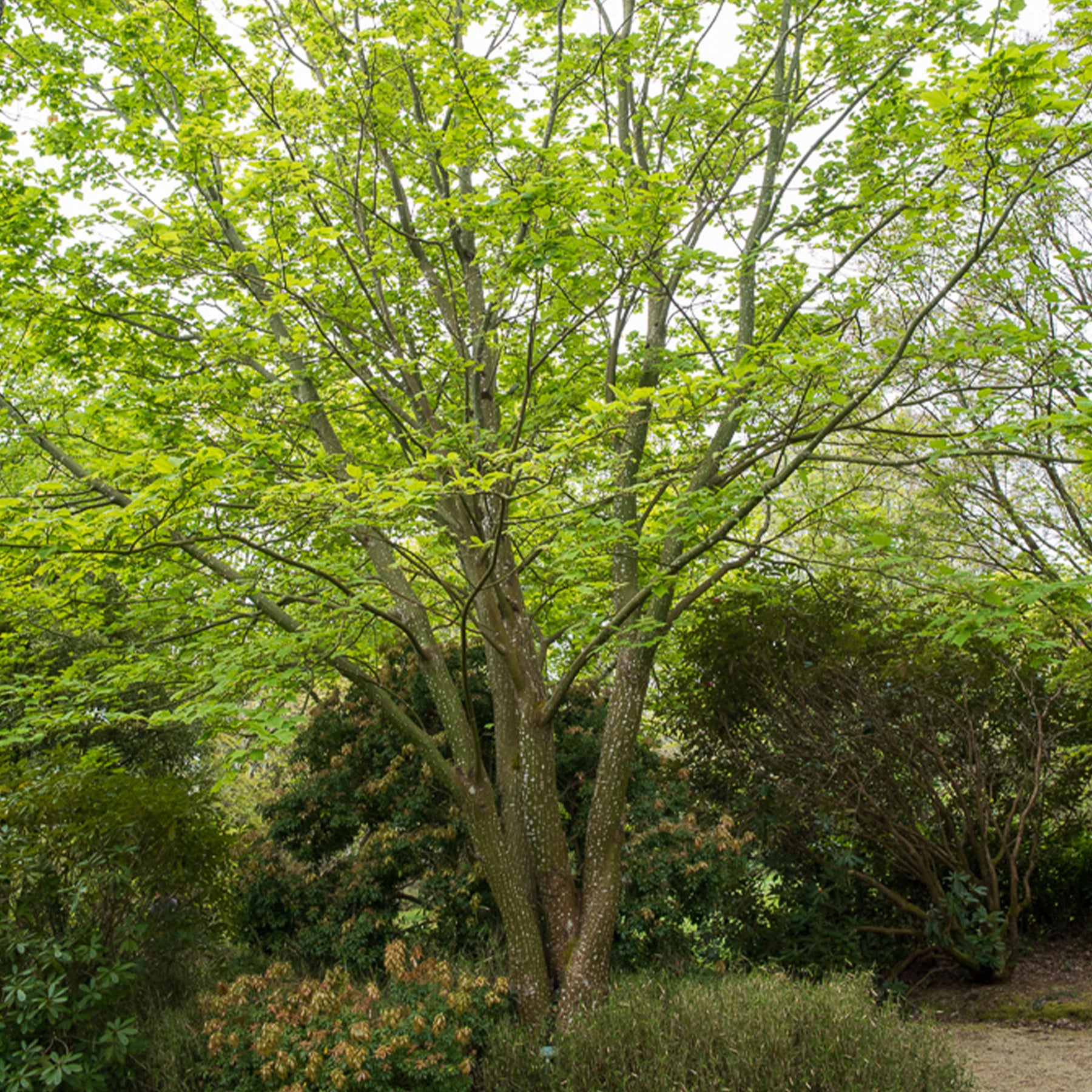 Erable du père David - Acer davidii - Willemse