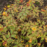 Millepertuis de Moser Tricolor - Willemse