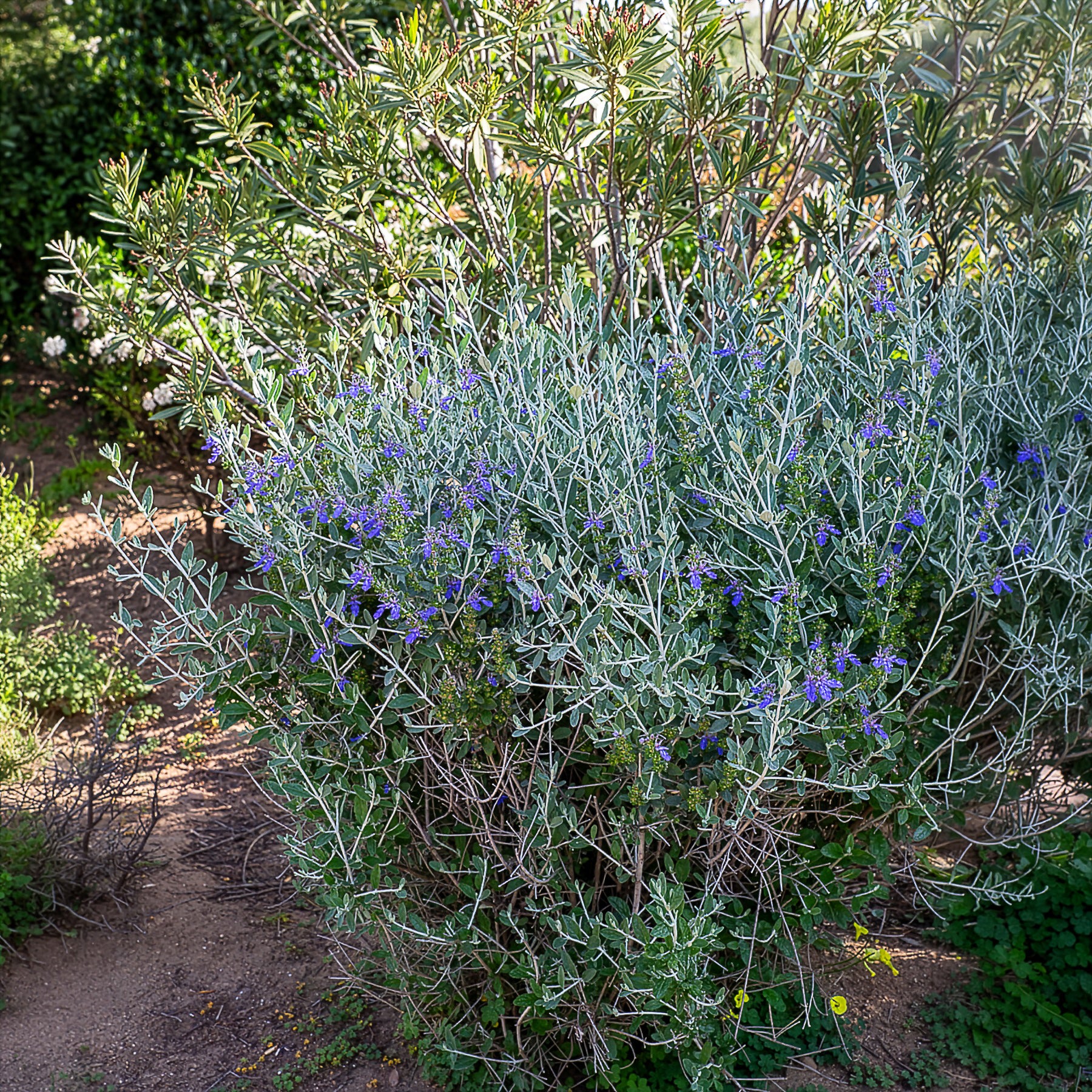 Germandrée arbustive Azureum - Willemse