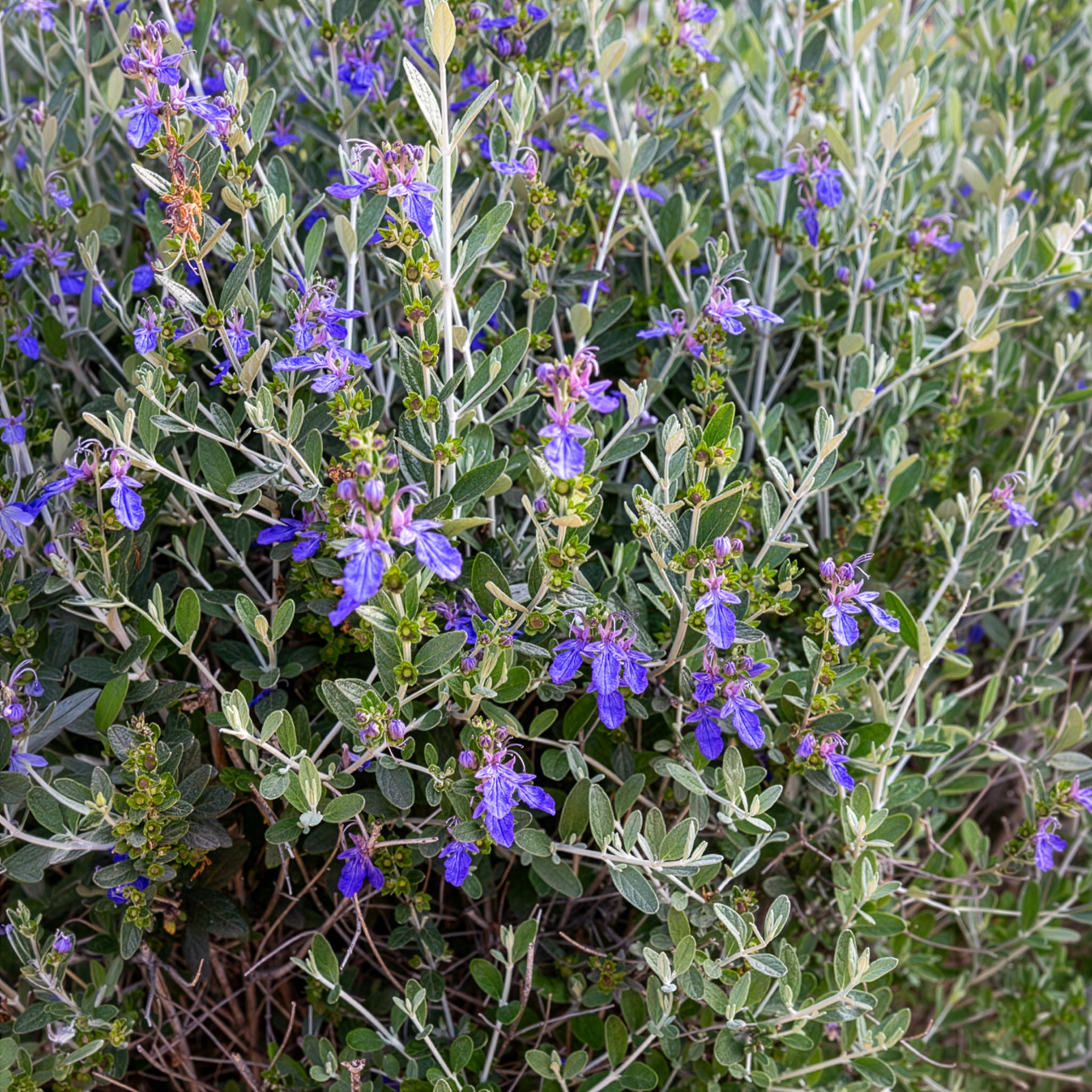 Vente Germandrée arbustive Azureum - Teucrium fruticans 'azureum'