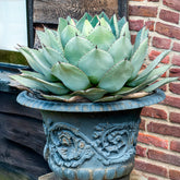 Agave de Parry - Willemse