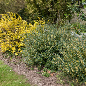 Phillyrea angustifolia - Filaire à feuilles étroites - Arbustes à feuillage persistant