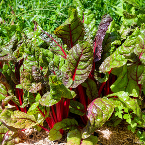 Poirée à carde rouge Rhubarb Chard