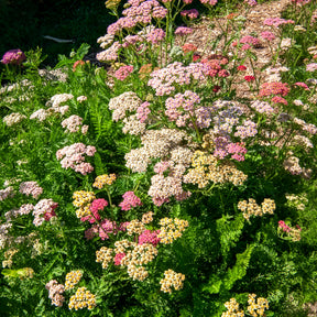 Achillées millefeuille Summer Pastels F2 en mélange - Willemse