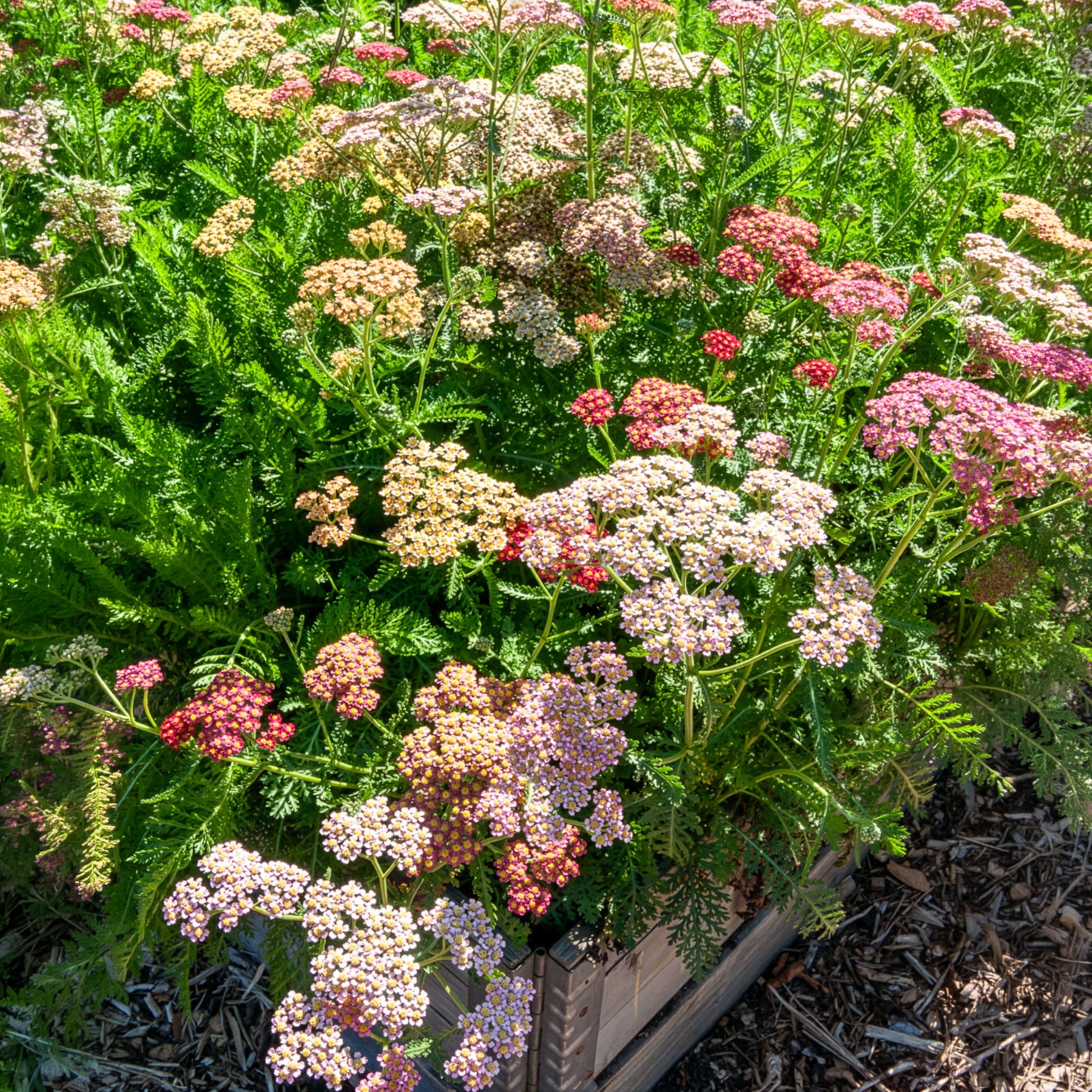 Achillées millefeuille Summer Pastels F2 en mélange - Achillea millefolium summer pastels f2 - Willemse