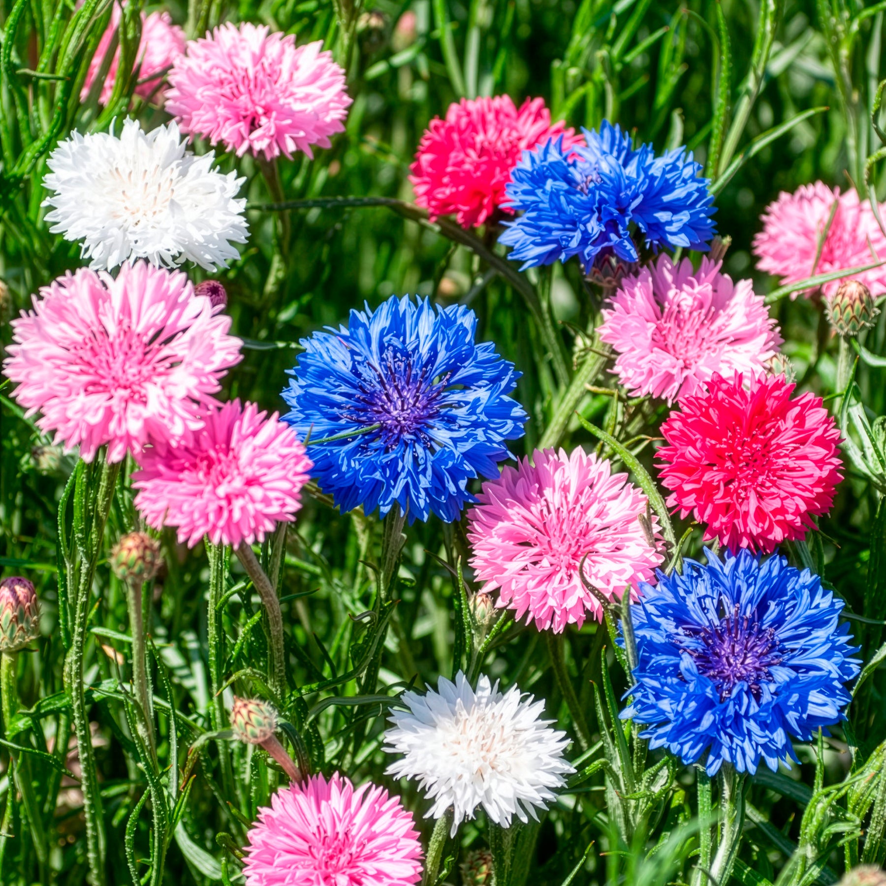 Centaurée à fleurs double en mélange - Willemse
