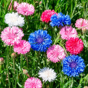 Centaurée à fleurs double en mélange - Willemse