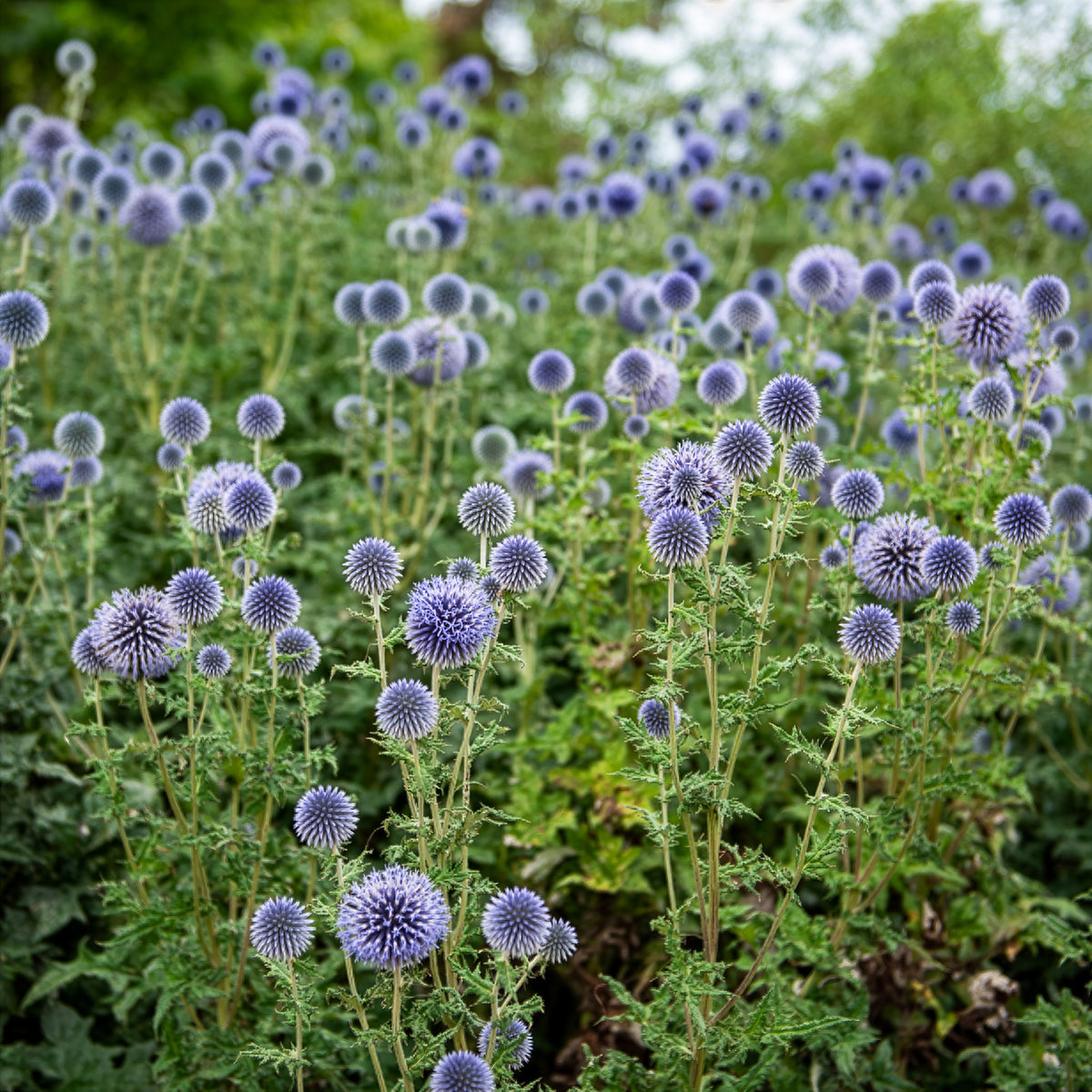 Boule azurée - Chardon boule - Echinops - Willemse