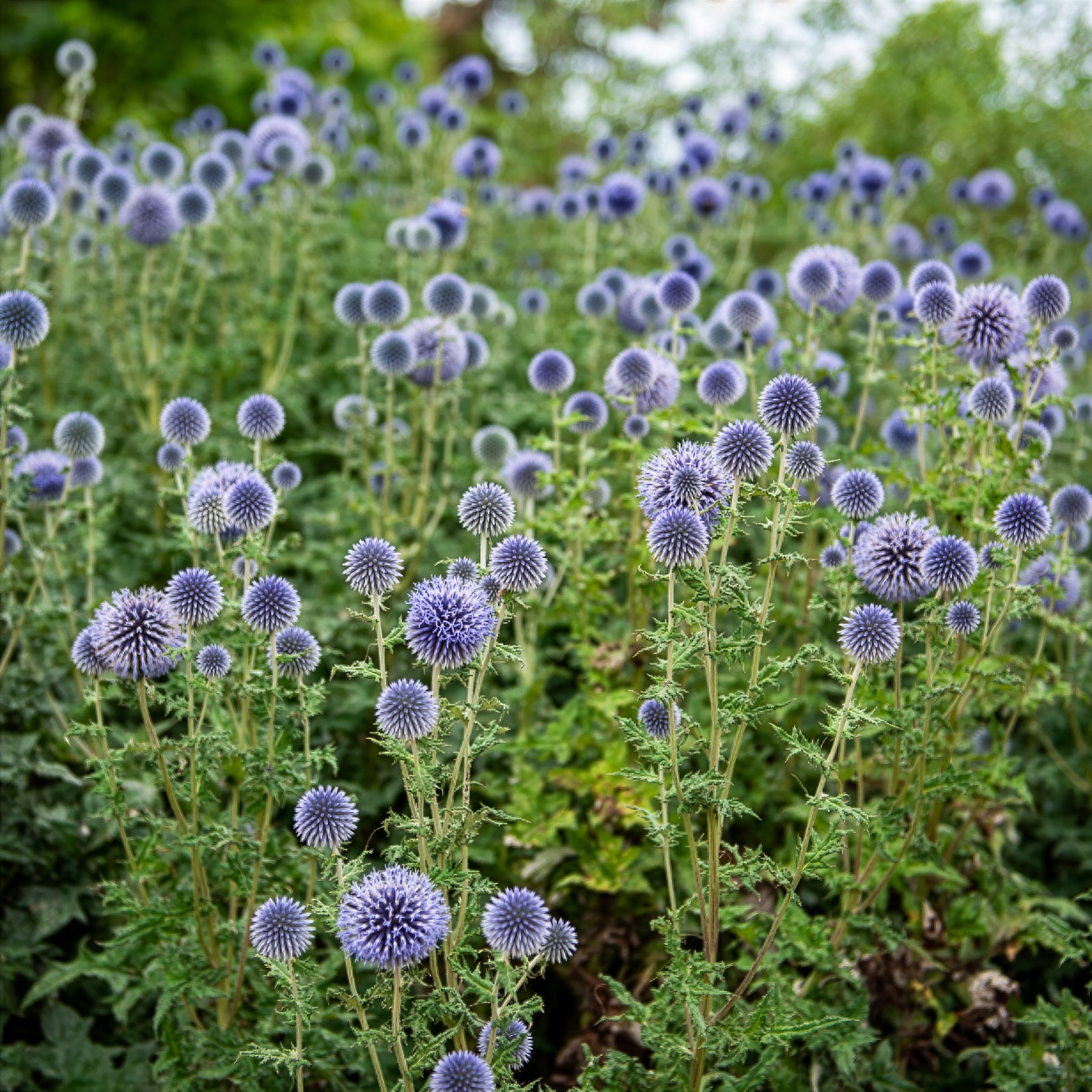 Boule azurée - Chardon boule - Echinops - Willemse