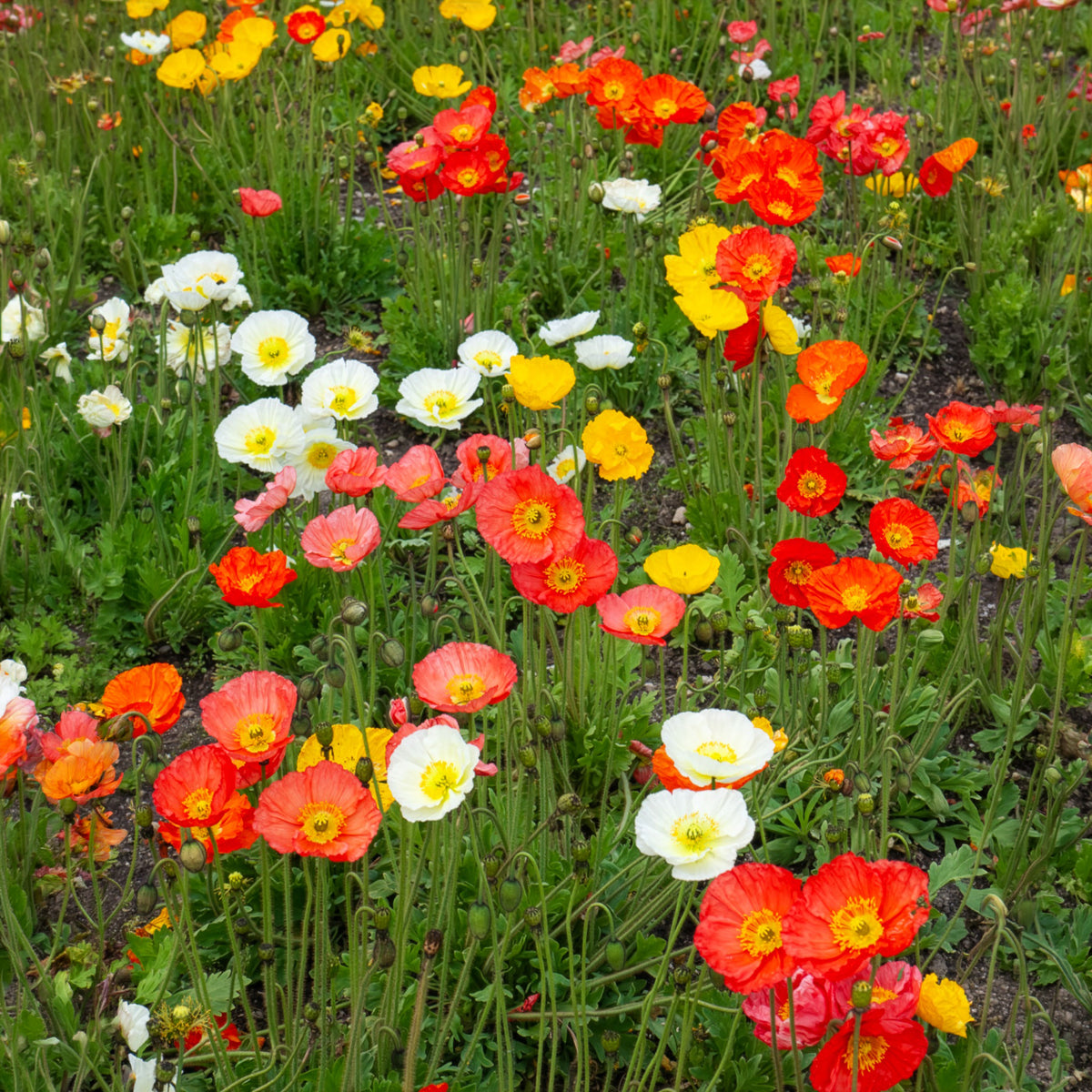 Pavot d'Islande Artist's Glory en mélange - Papaver nudicaule - Willemse