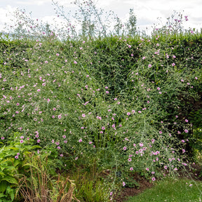 Guimauve à feuilles de chanvre - Althaea cannabina - Willemse