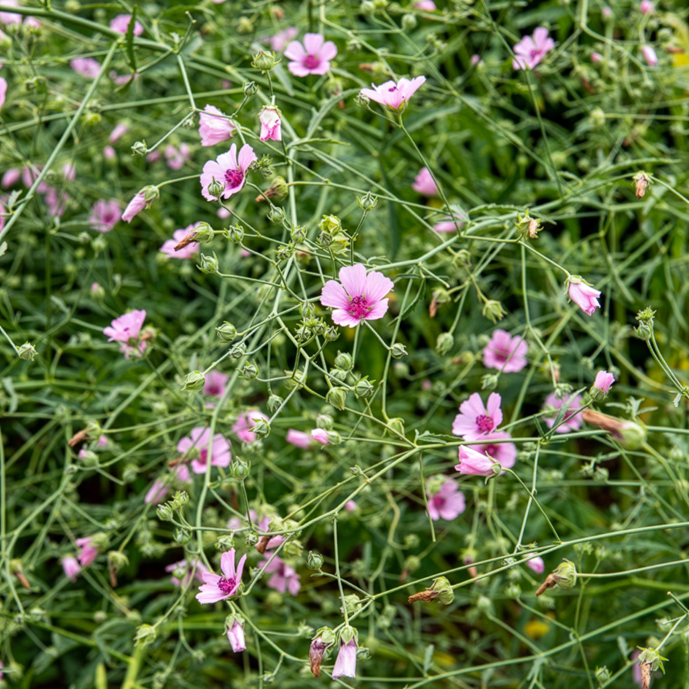 Althaea cannabina - Guimauve à feuilles de chanvre - Mauves