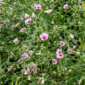 Althaea cannabina - Guimauve à feuilles de chanvre - Mauves