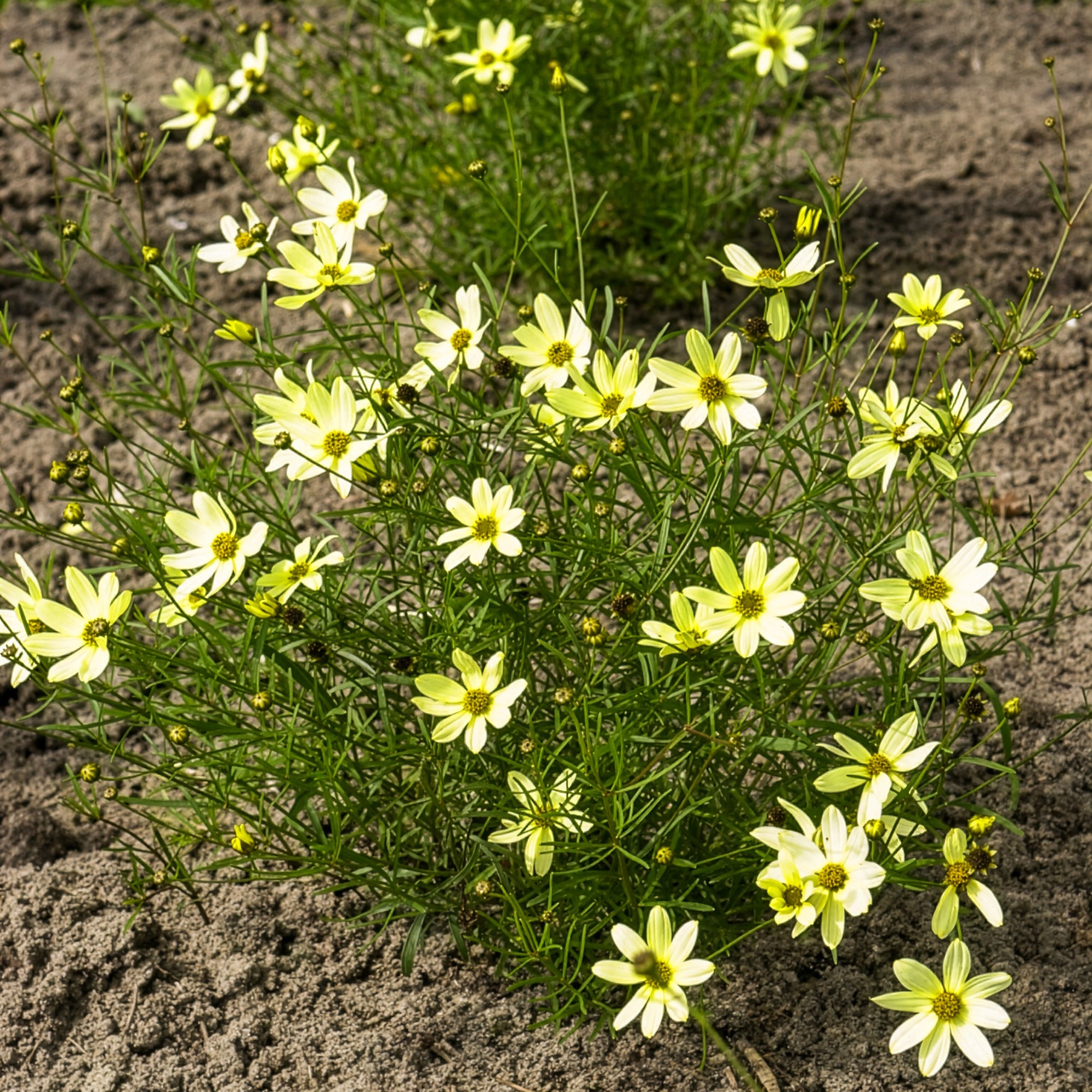 Coreopsis verticillé Moonbeam, floraison facile | Willemse