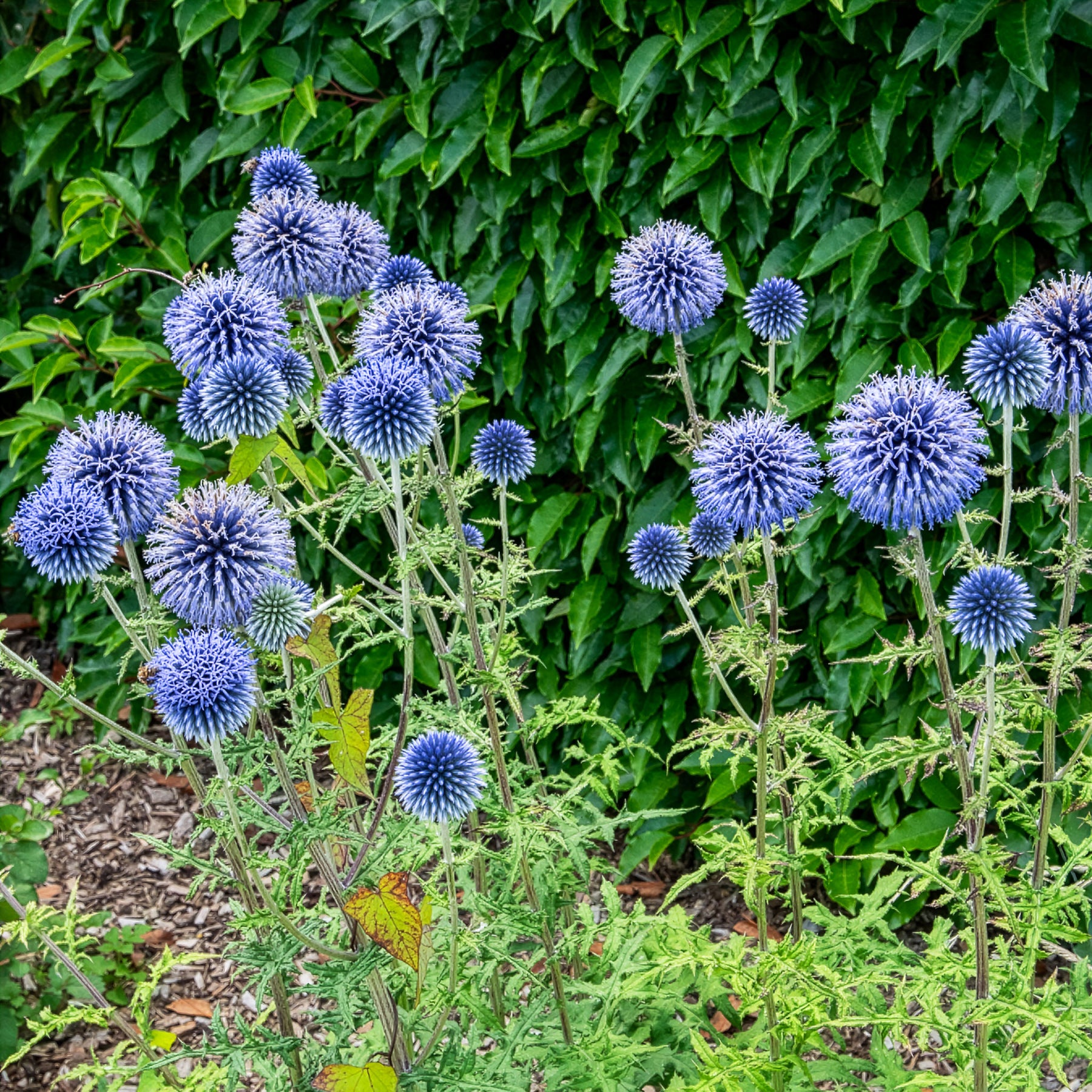 Boule azurée - Chardons boule - Echinops ritro - Willemse