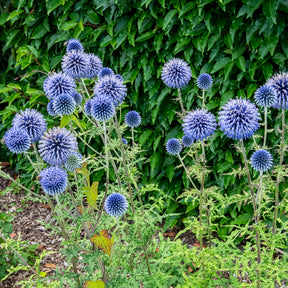 Boule azurée - Chardons boule - Echinops ritro - Willemse