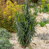 Euphorbe des Jardins - Epurge - Willemse