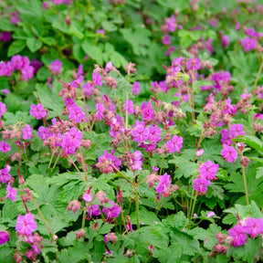 Vente Géranium vivace - Geranium macrorrhizum