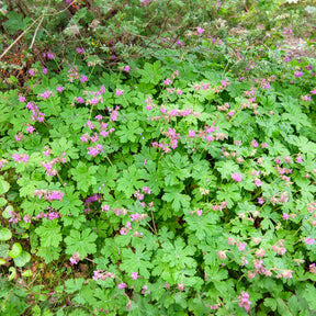 Géranium vivace - Géraniums vivaces - Willemse