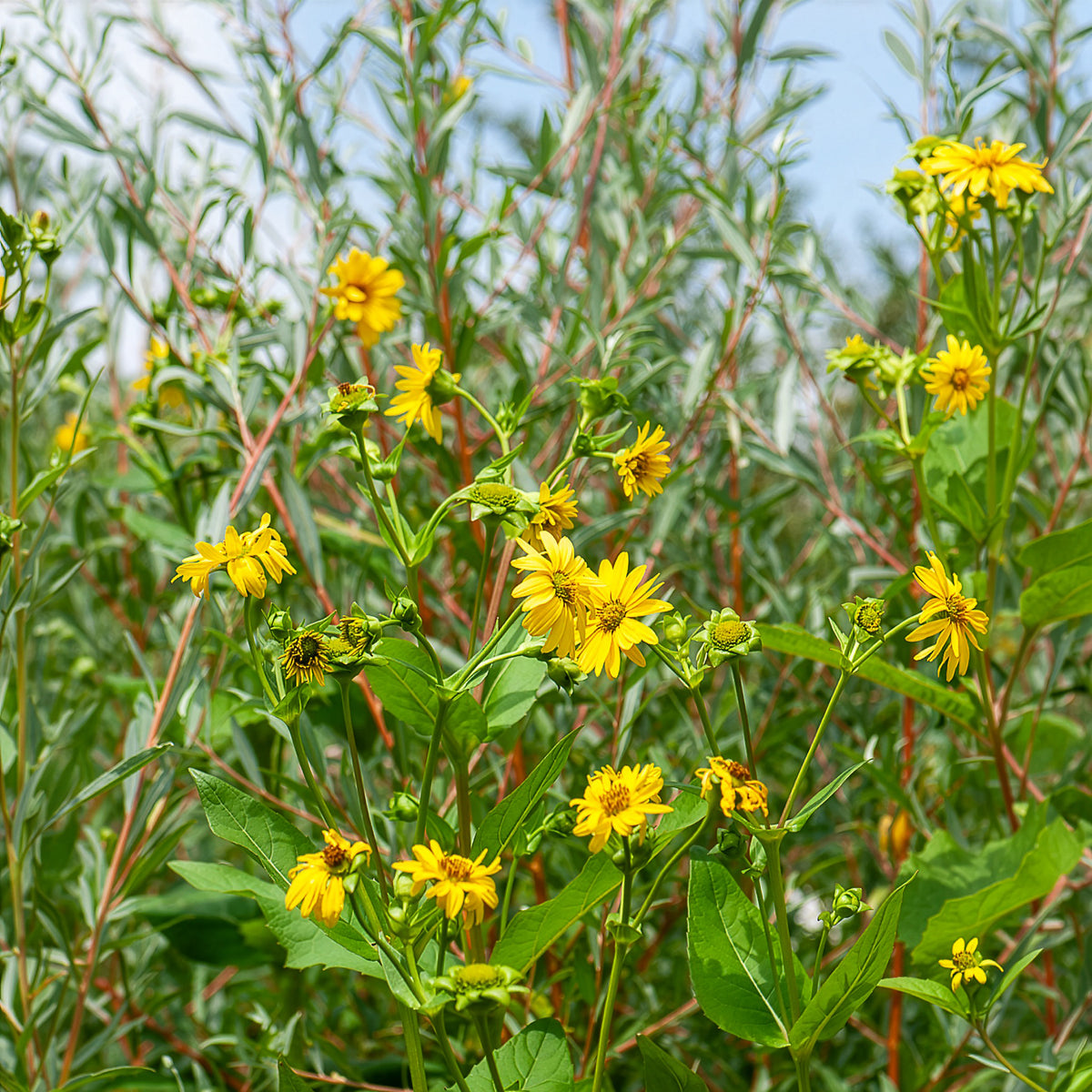 Tournesol vivace Capenoch Star - Willemse